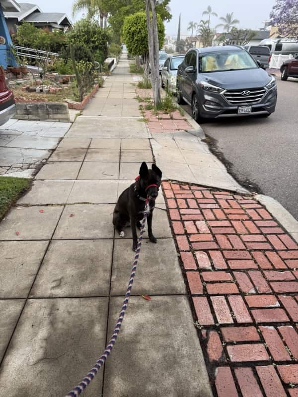 A picture of a black dog named Bowie sitting, taken on May 21 2025 at 6:55 am